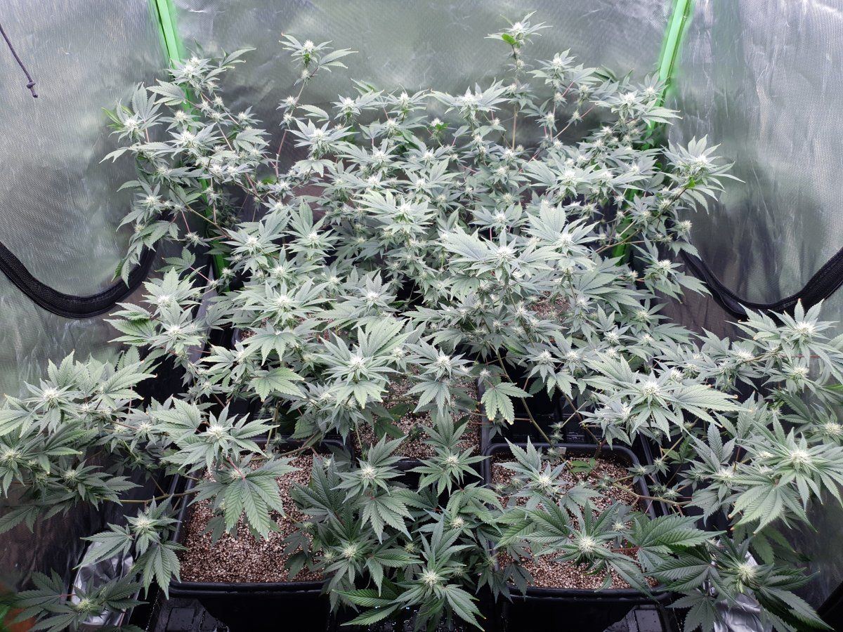 Cd 26 days