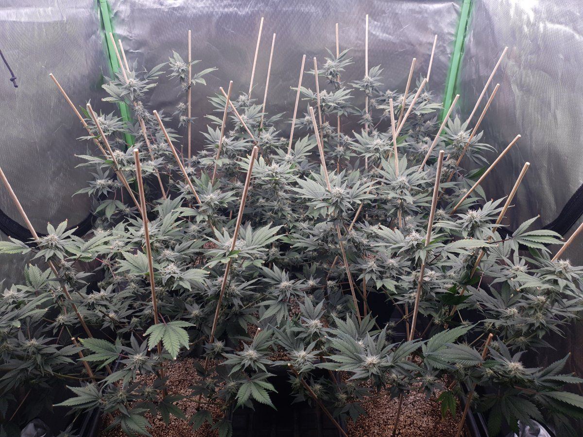 CD 35 days