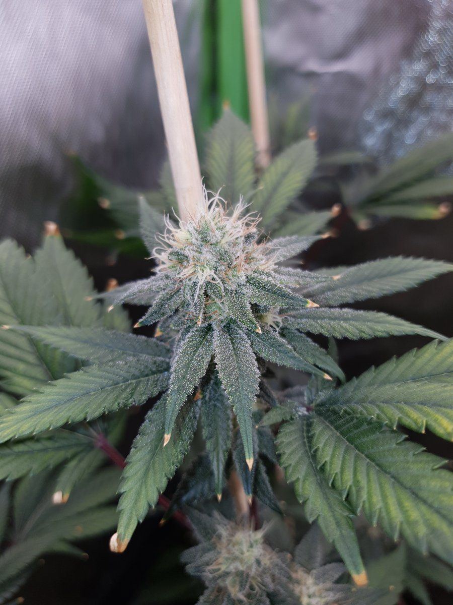 CD 41 days 3