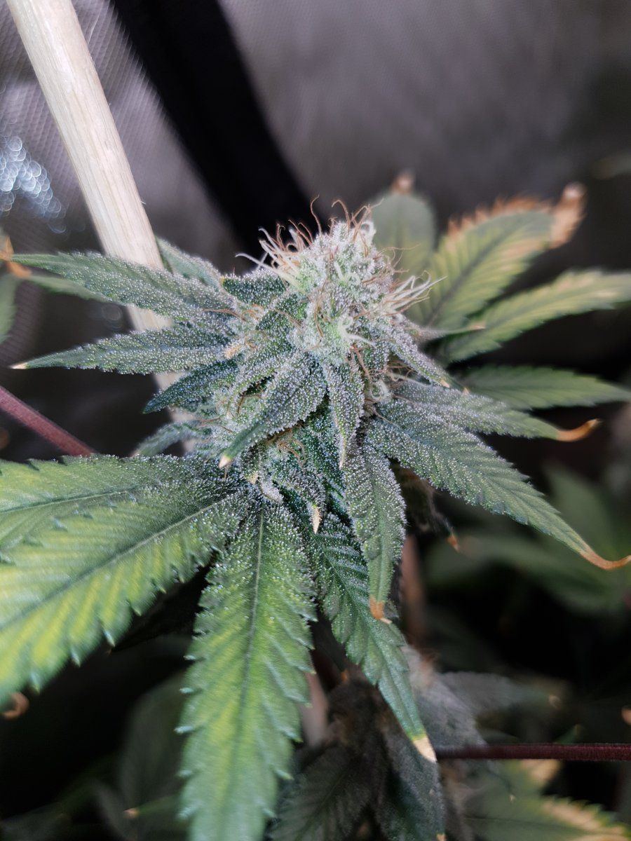 CD 47 days 4