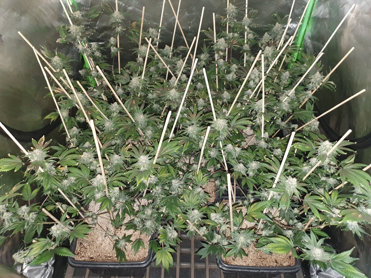 CD chop 58 days LED 1
