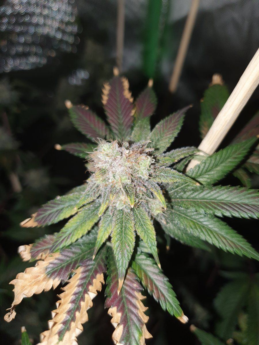 CD chop 58 days LED 2