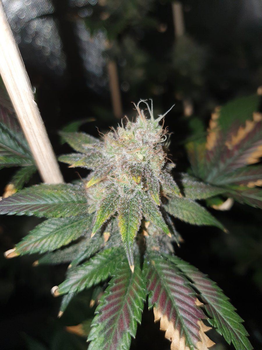 CD chop 58 days LED 3
