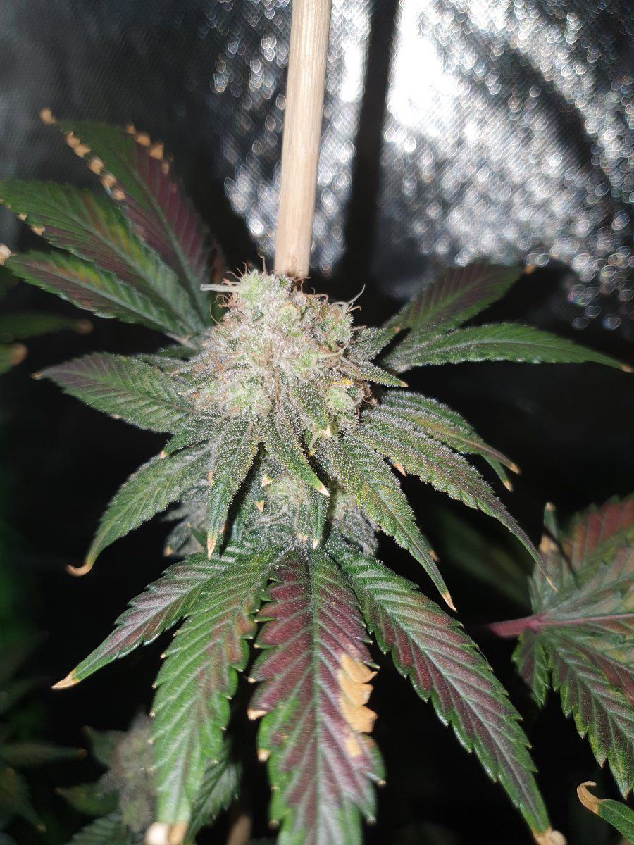 CD chop 58 days LED 4