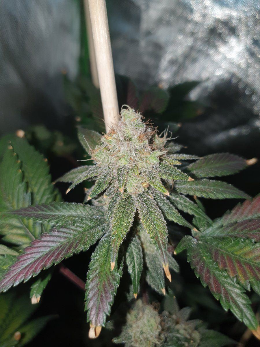 CD chop 58 days LED 5