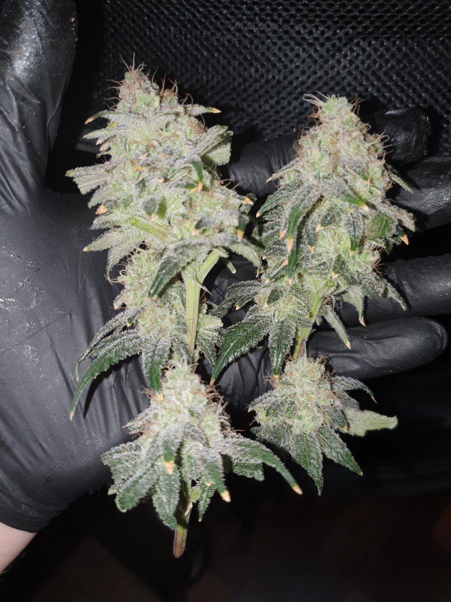CD chop 58 days LED 6