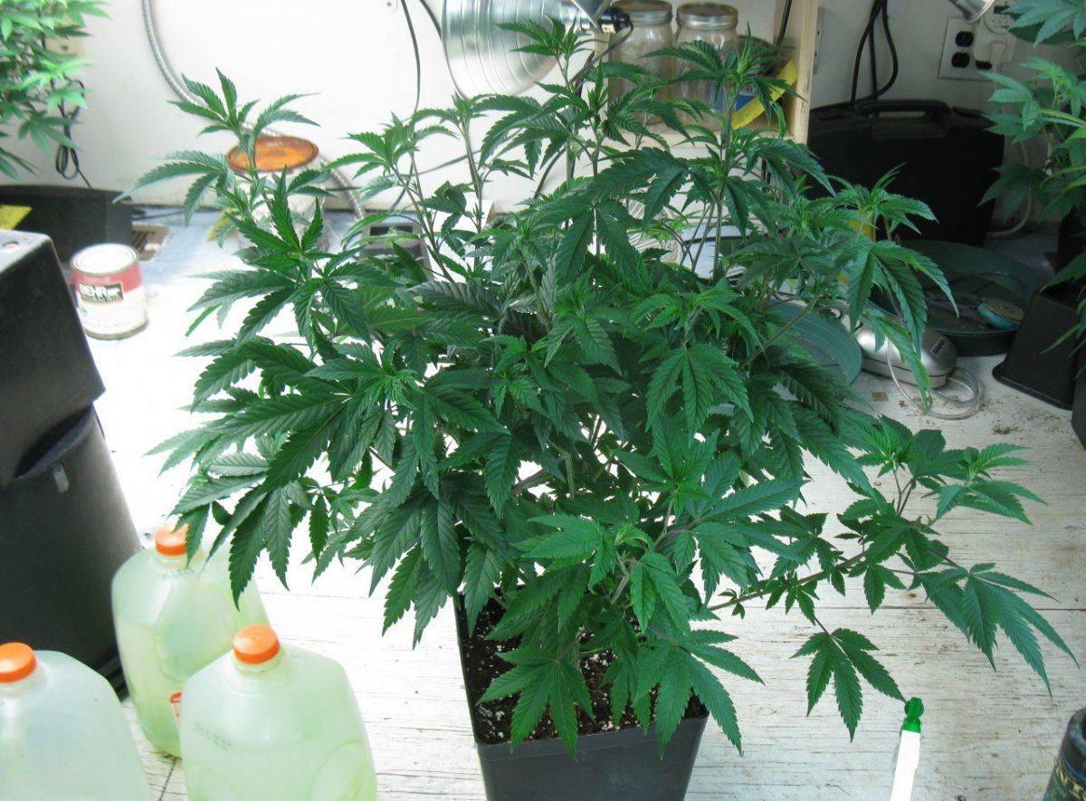 Cd x gsc 1