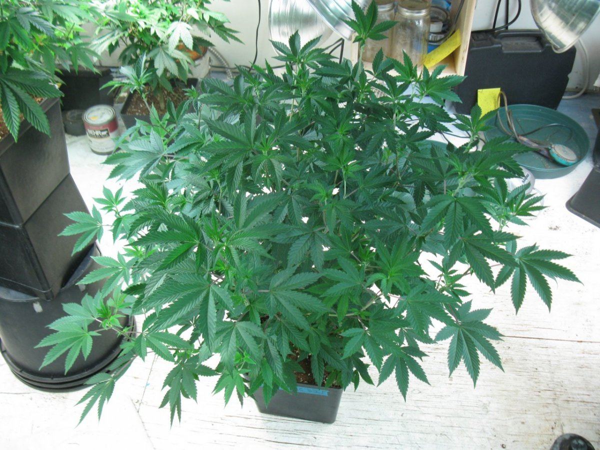 Cd x gsc 2