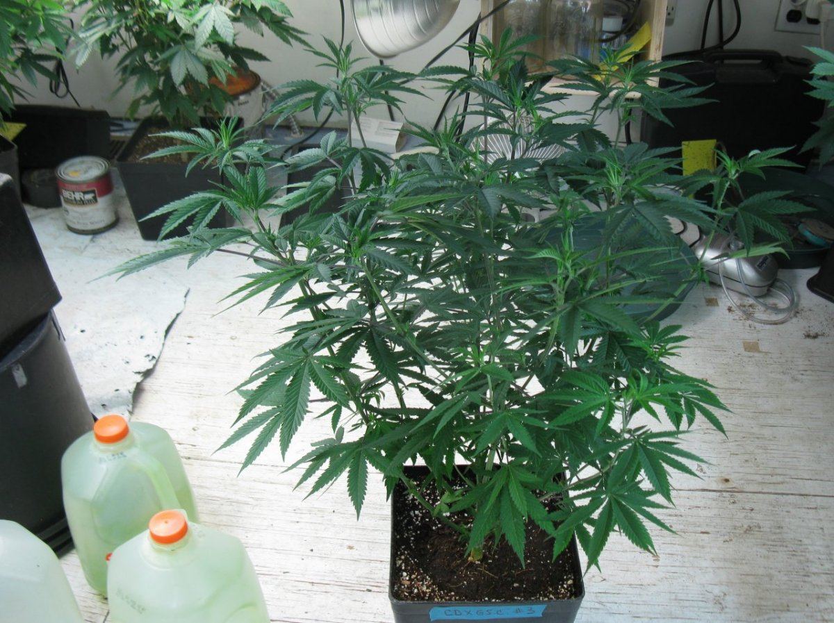 Cd x gsc3