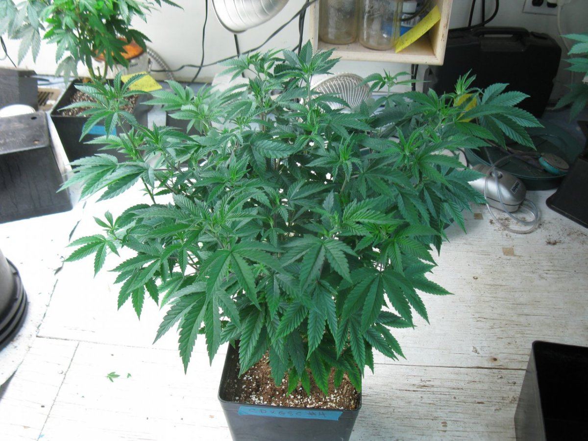 Cd x gsc 4