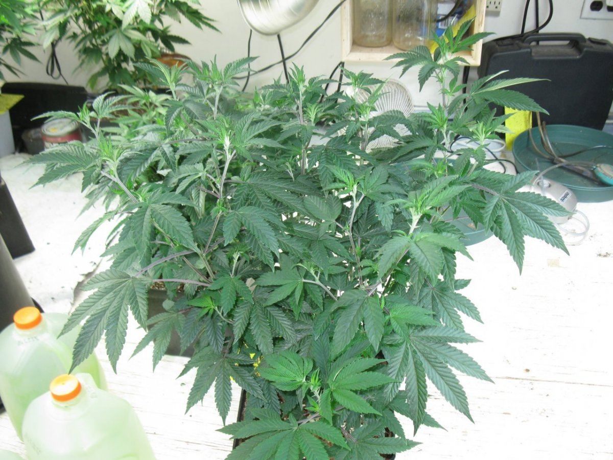 Cd x gsc 5