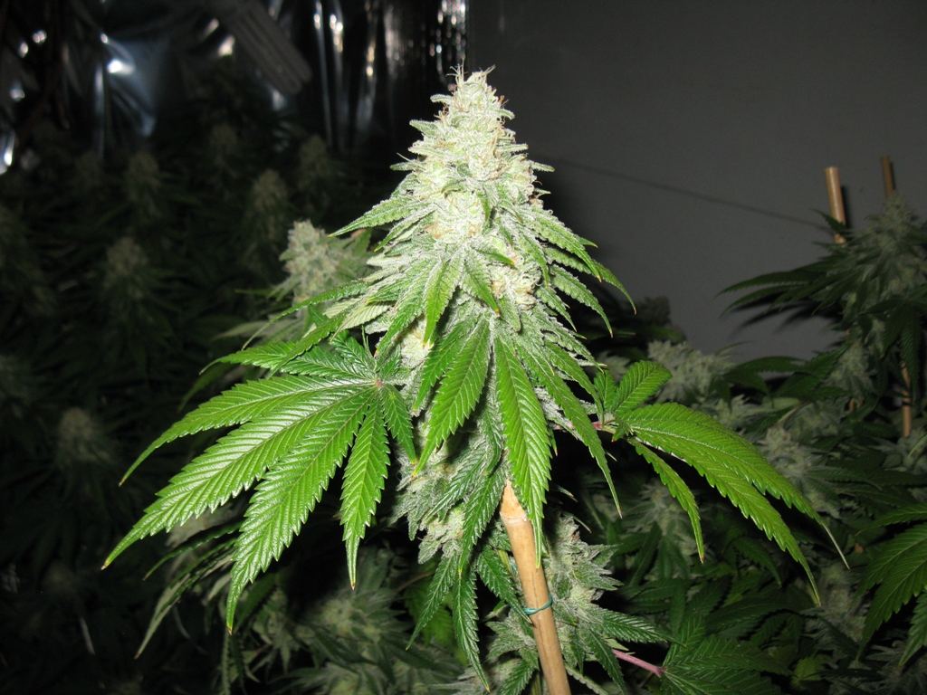 Cd x mm wk 65 2 073