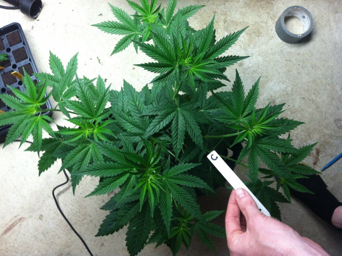 Cday11flower