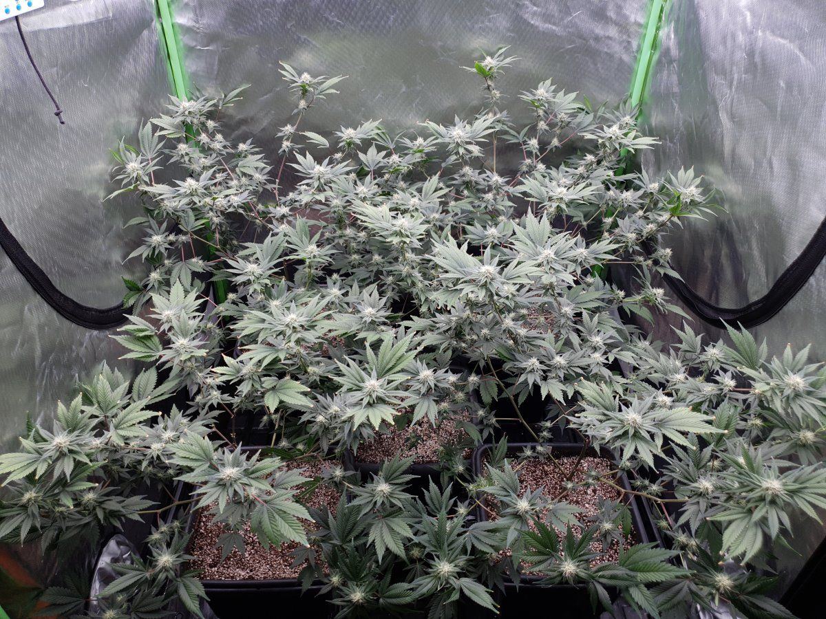 CDs 30 days 1