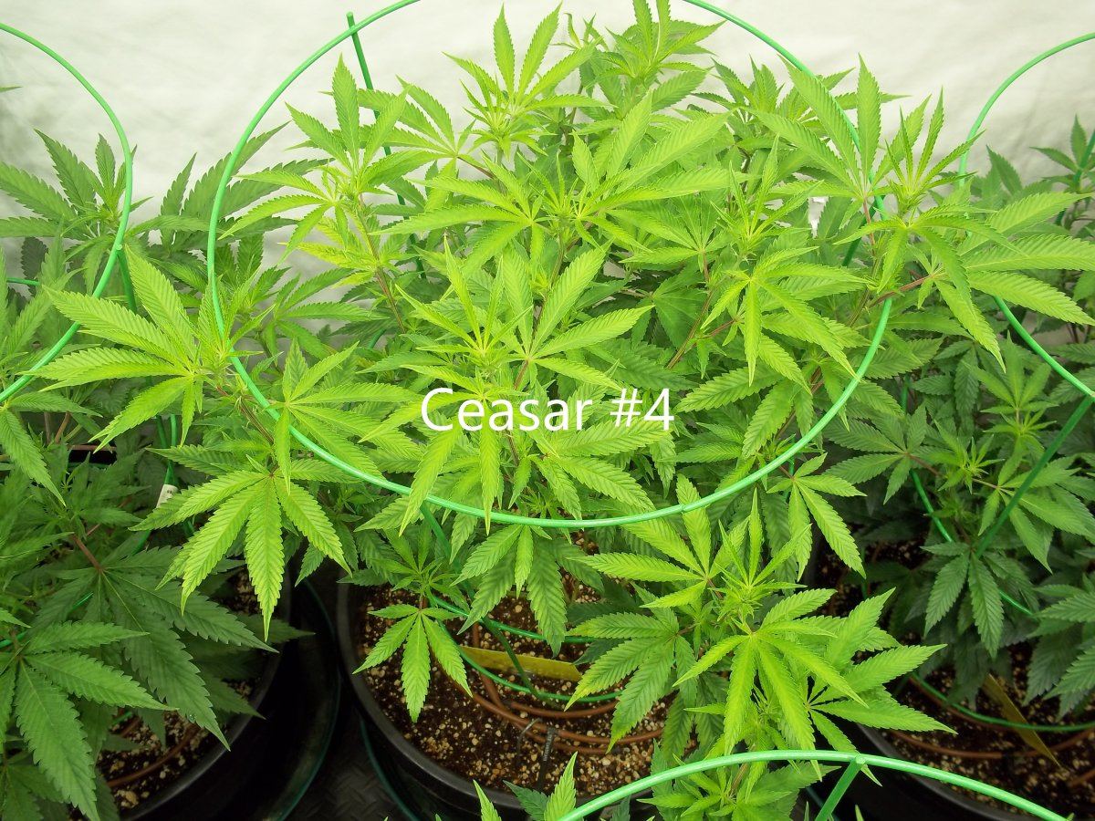 Ceasar 4