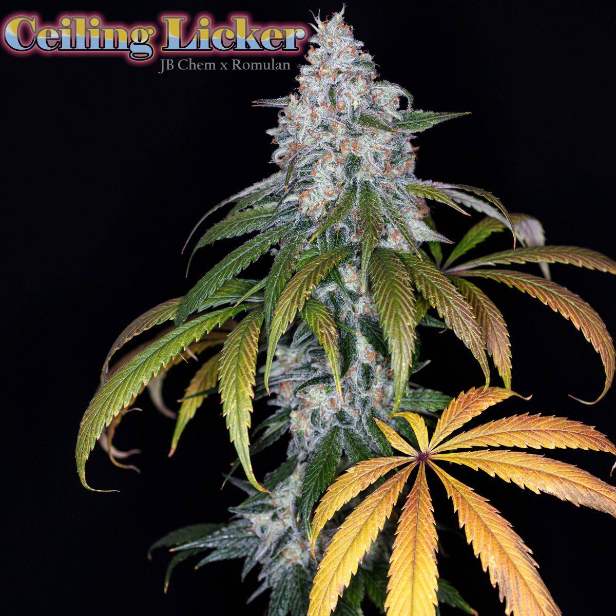 Ceiling Licker copy 2