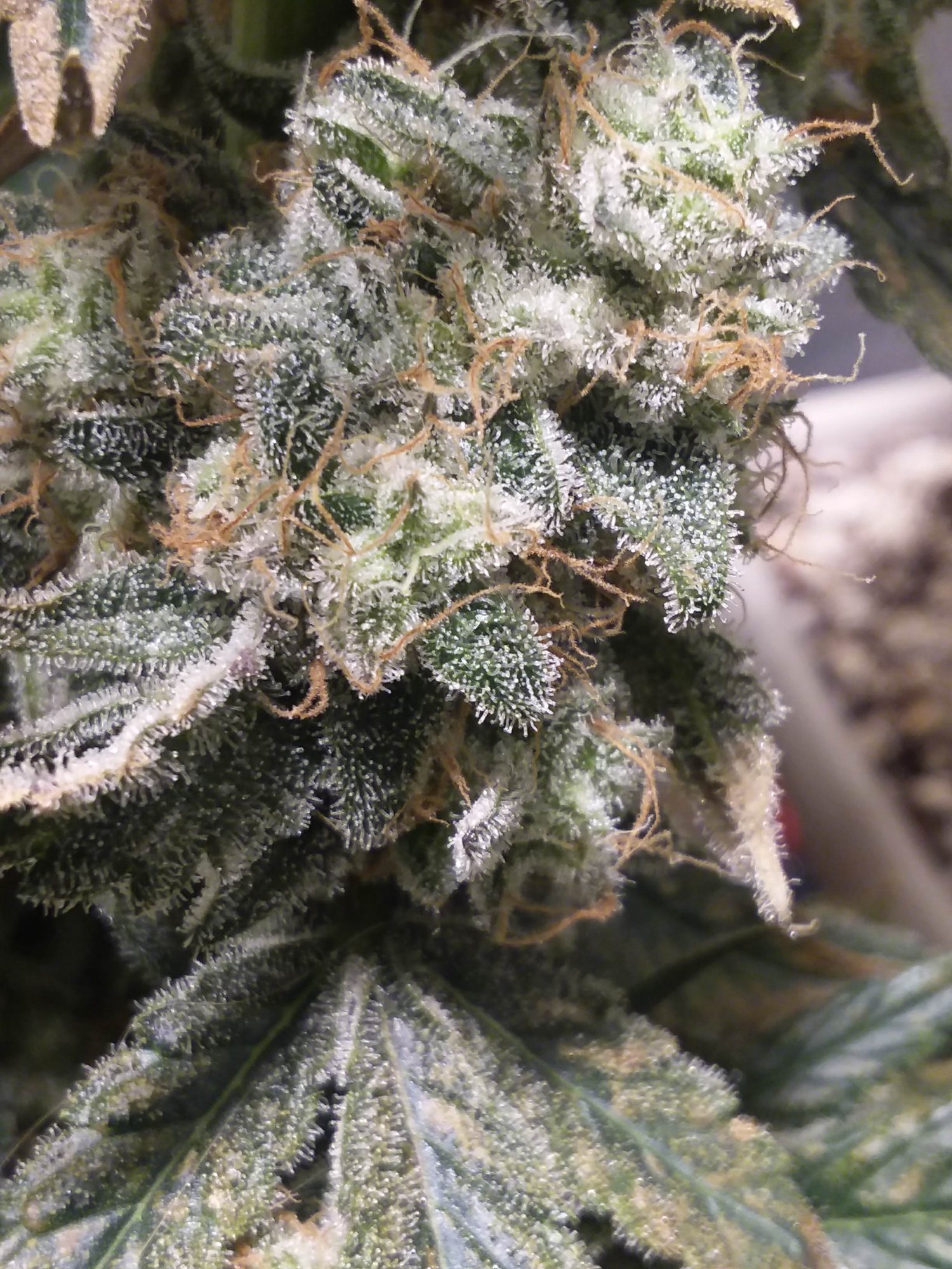 Celest low bud