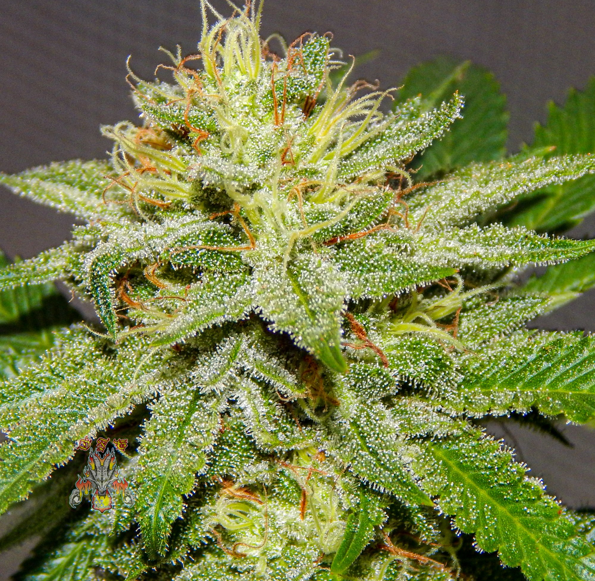 Celestial dragon day 46 7