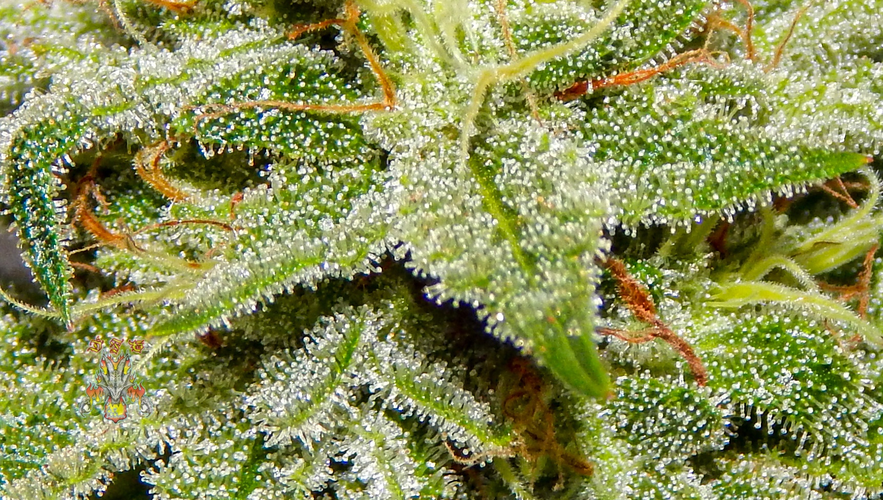 Celestial dragon day 46 8