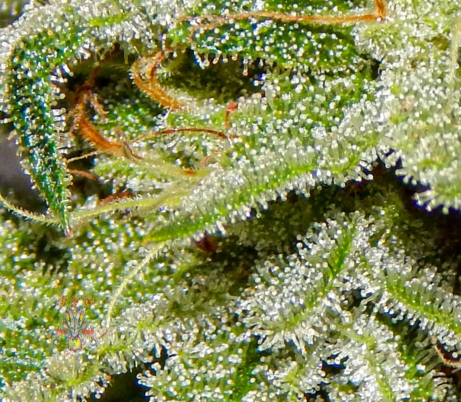 Celestial dragon day 46 9