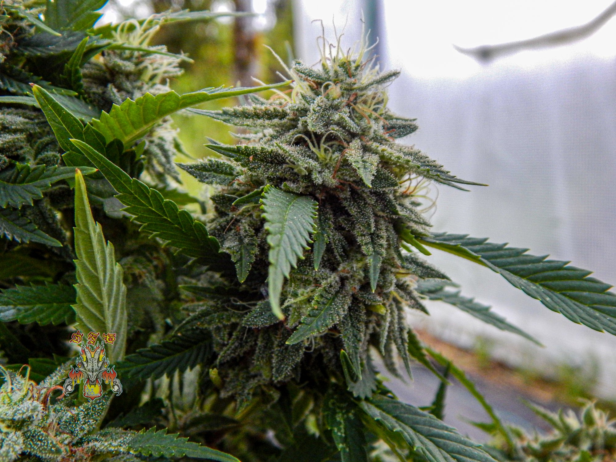 Celestial dragon day 46
