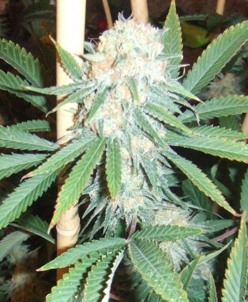 Cen44