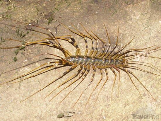 Centipede the dangerous kind bilit