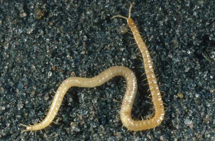 Centipedes millipedes eating seedlings