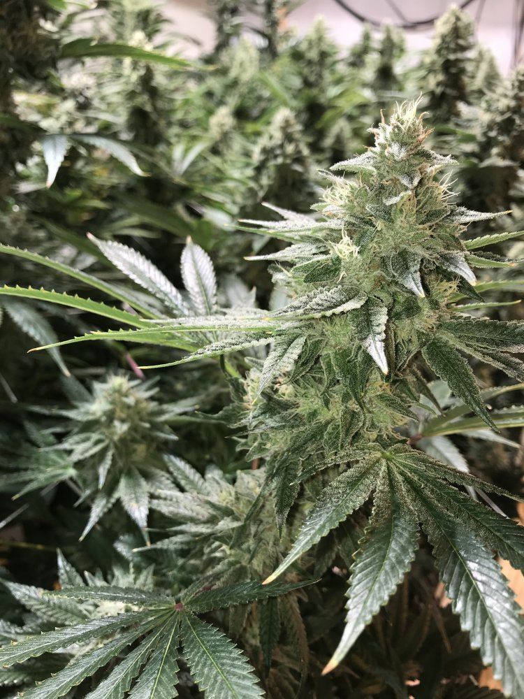 CF38F586 4F99 4B04 962B C3B62D6D1901