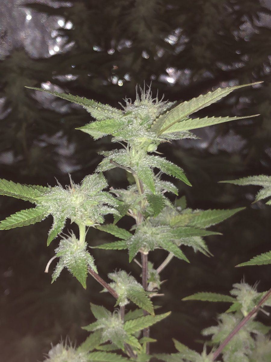 CFCE713B BADE 4C14 A193 F16D2B38A231