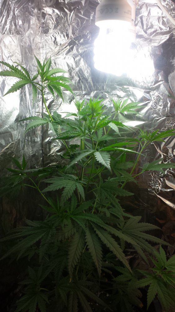 Cfl indoor grow running out of height what to do 2