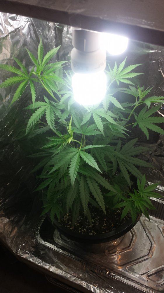 Cfl indoor grow running out of height what to do 3