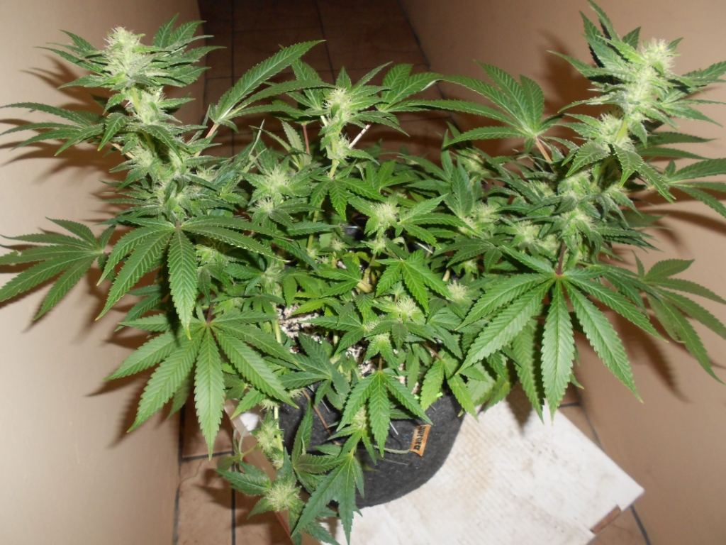 CG1   37 days Full