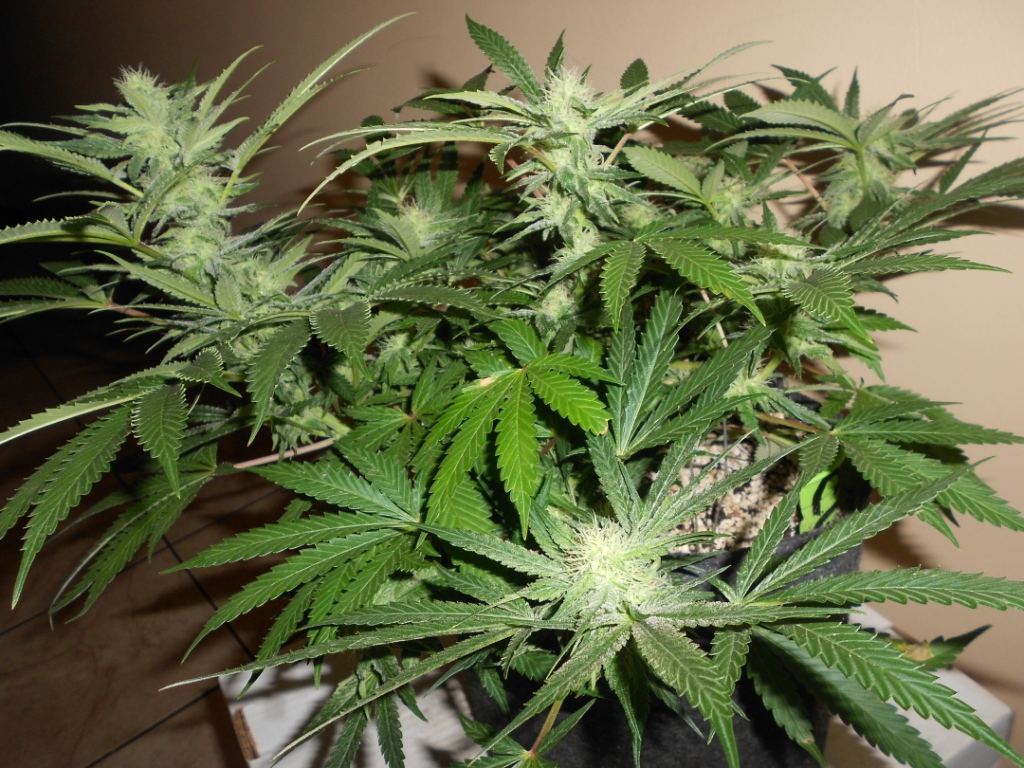 CG2   37 days Full