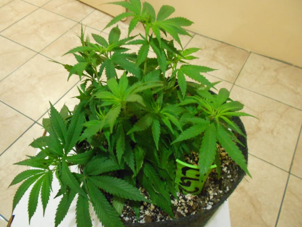 CG2   Week 1