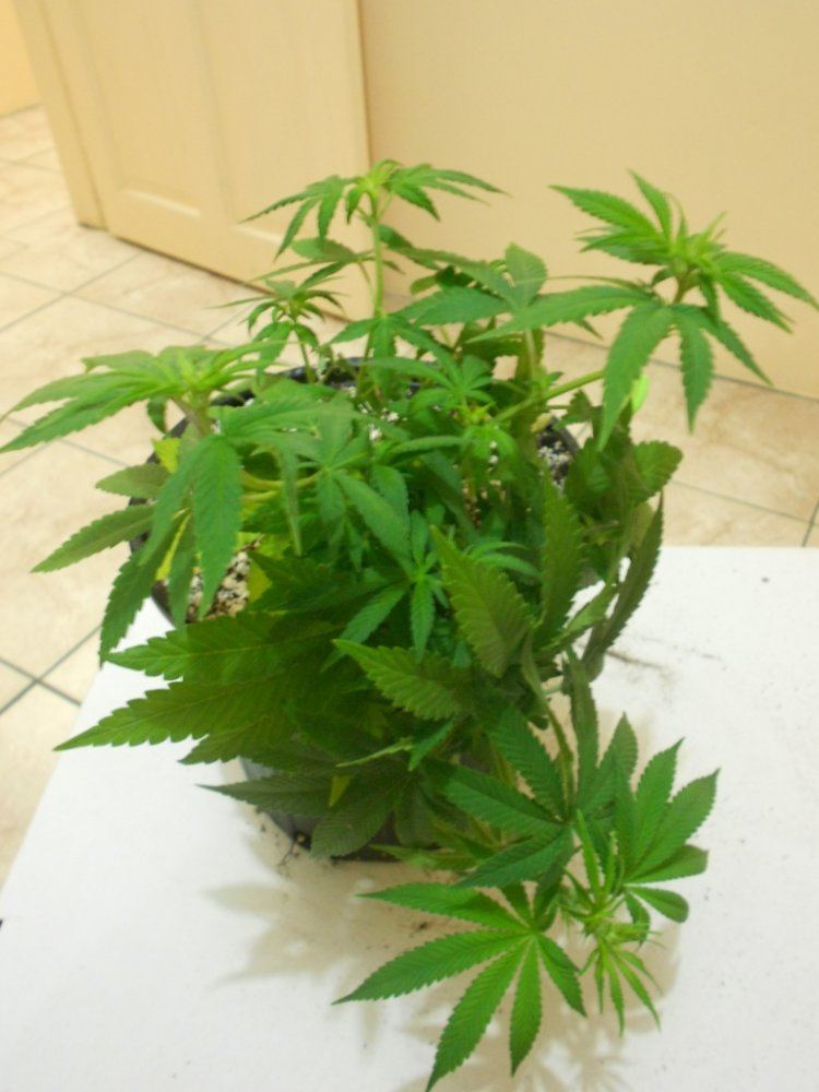 CG3   Week 1