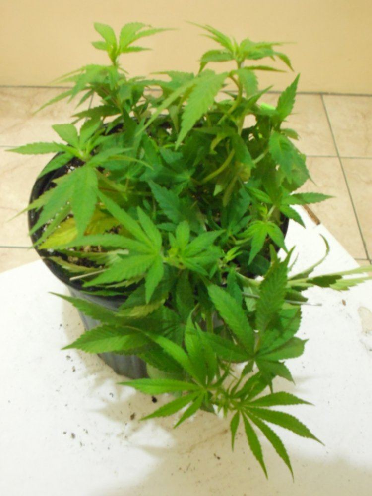 CG4   Week 1