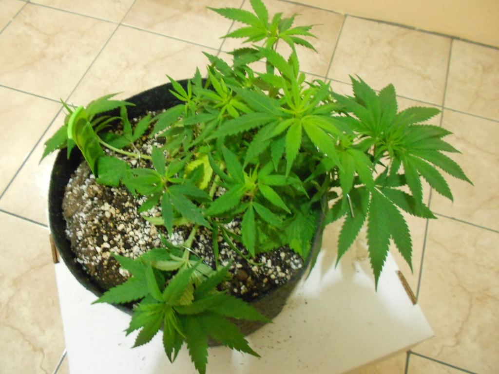 CG6   Week 1