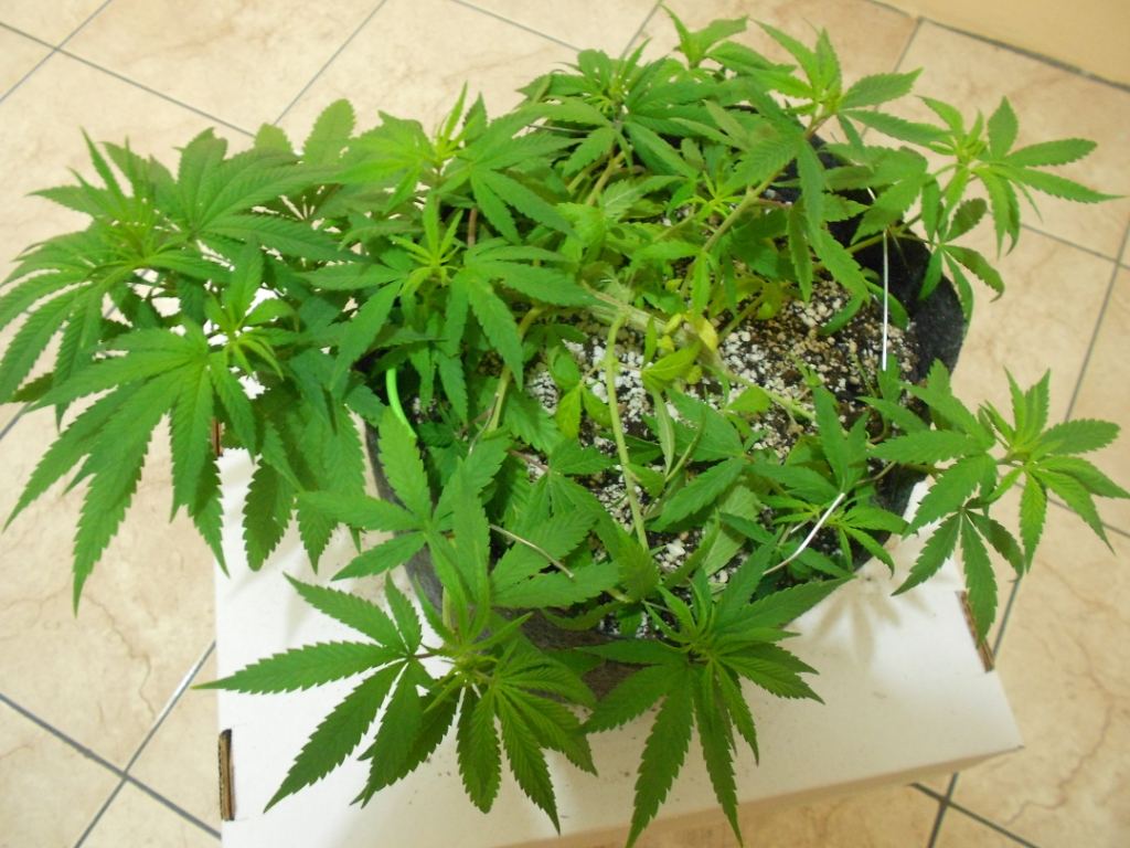CG7   Week 1