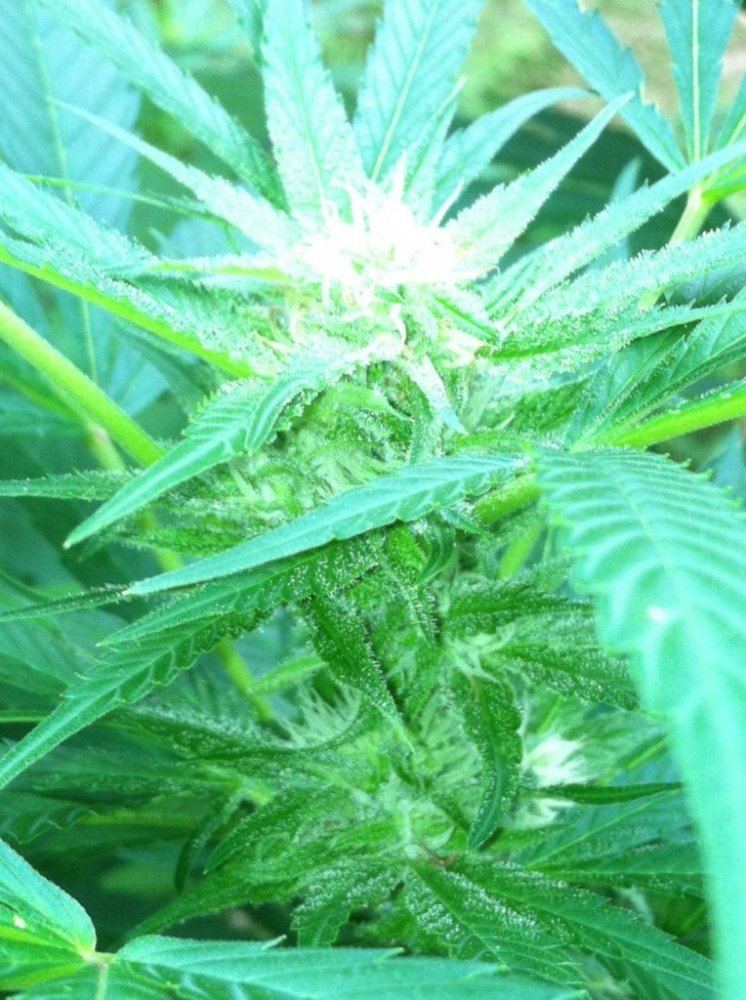 Ch frost
