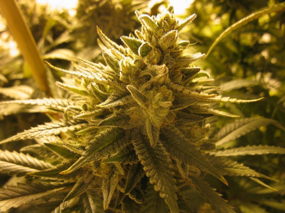 Ch x gm 59 days 040