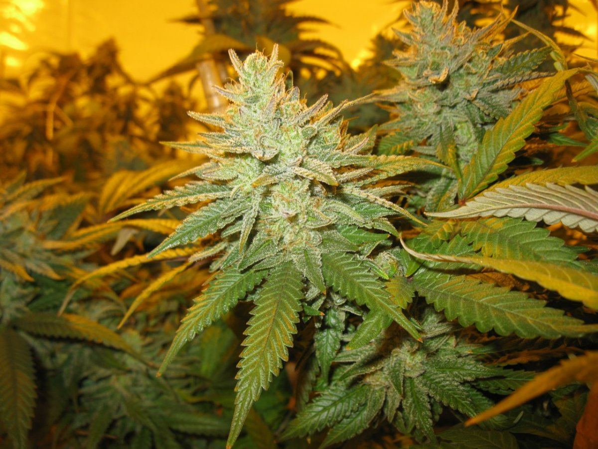 Ch x gm 59 days 042