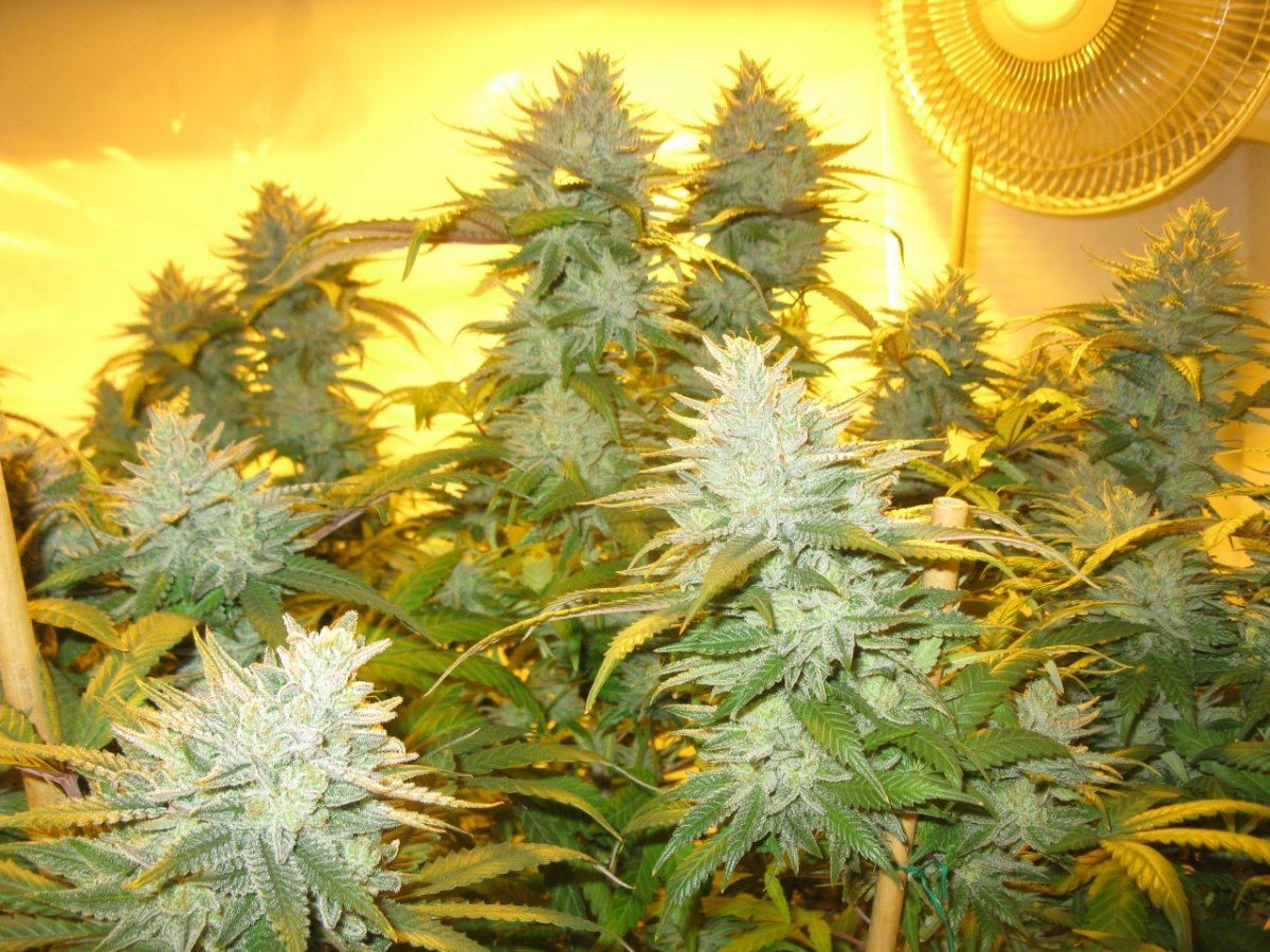 Ch x gm 59 days 043