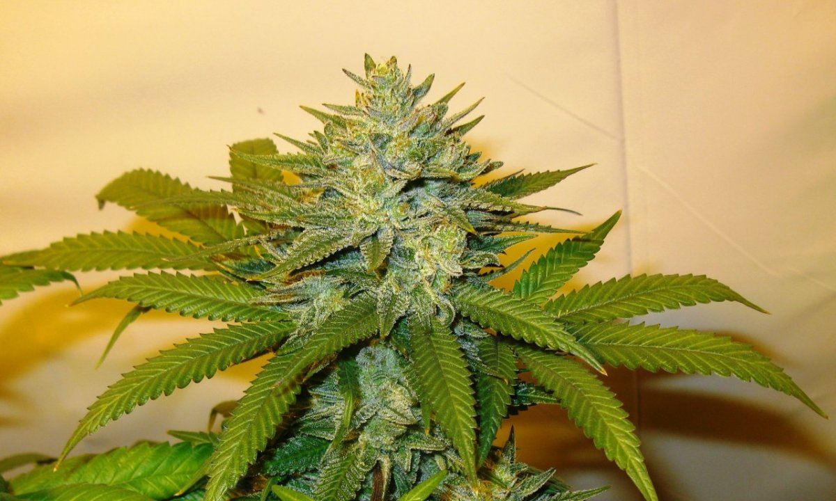 Ch x gm 59 days 049