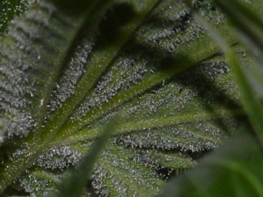 Ch1 leafbottom