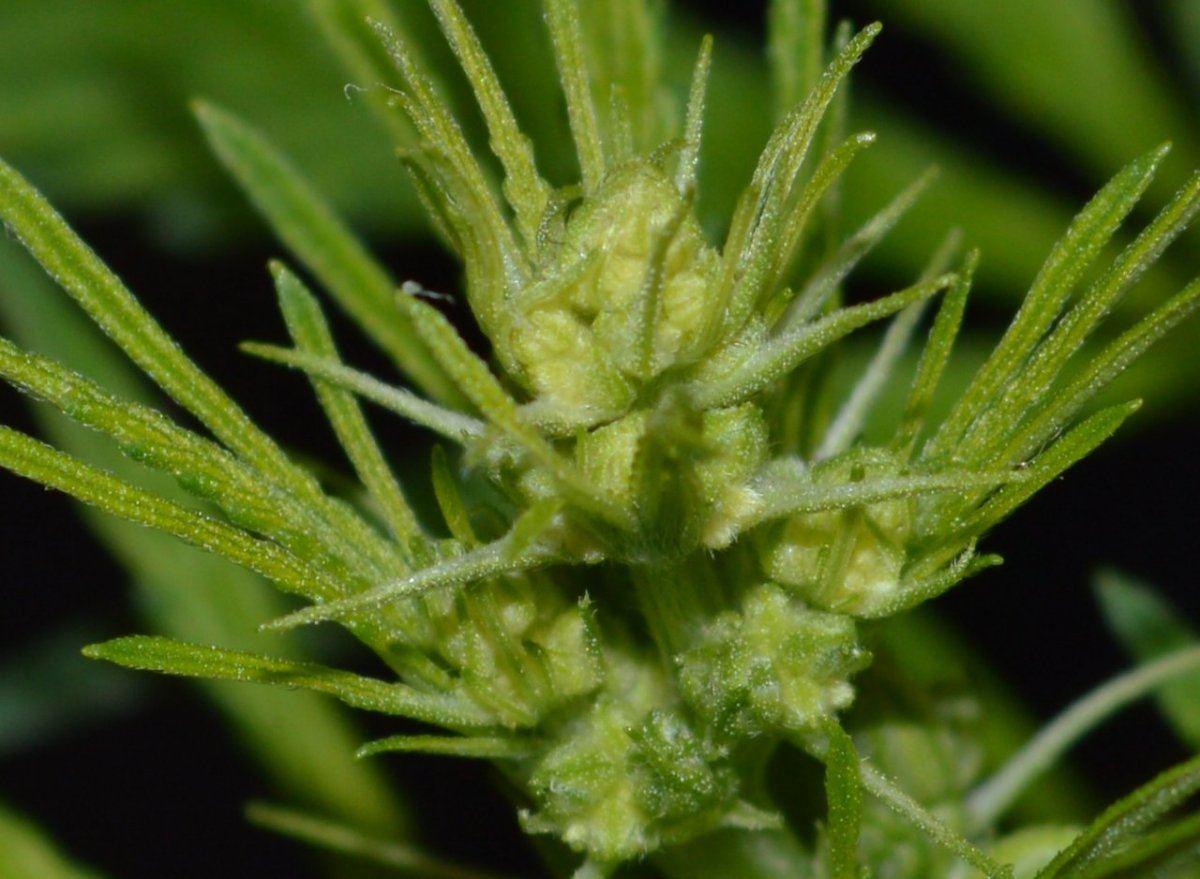 Ch2 male1