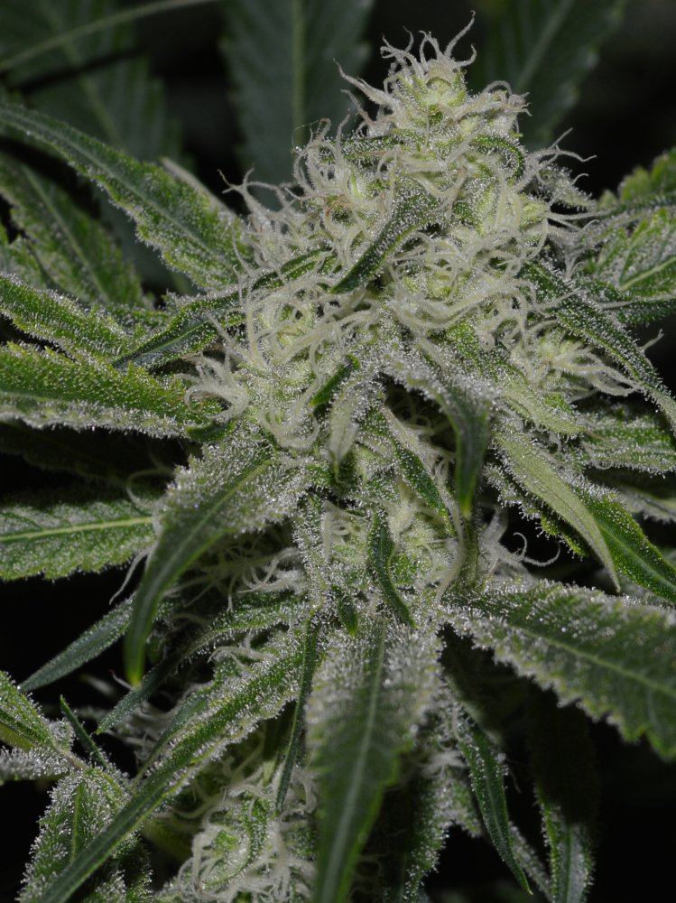 Ch3 frost