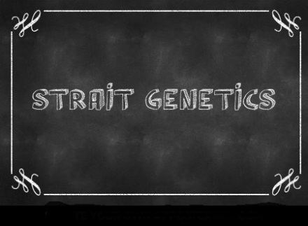 Chalkboard generator poster strait genetics1