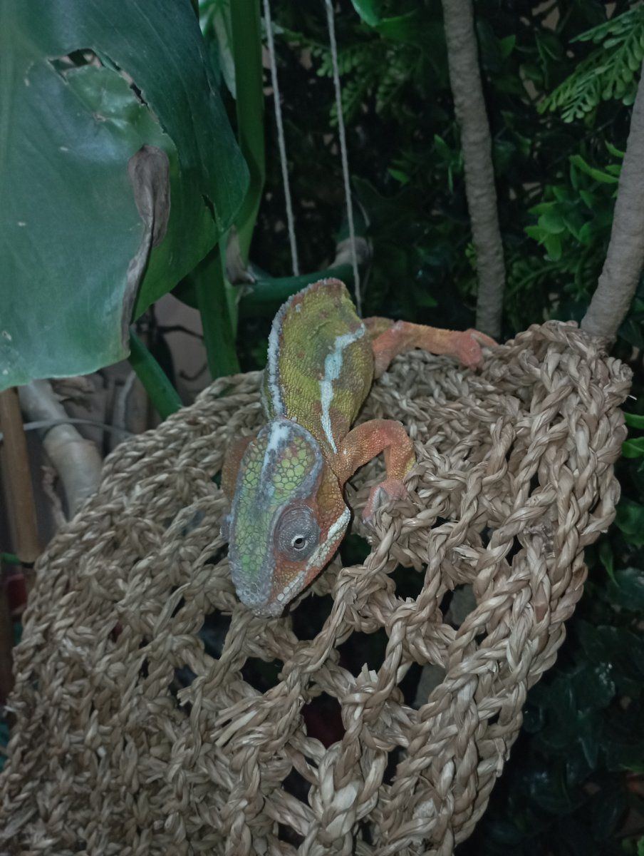 Chameleon