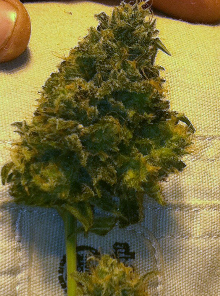 Charity auction genetics sent in 2